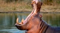 Colômbia aprova abate de hipopótamos herdados de Pablo Escobar para frear invasão biológica