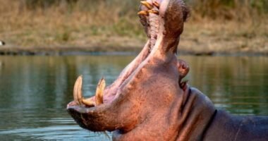 Colômbia aprova abate de hipopótamos herdados de Pablo Escobar para frear invasão biológica