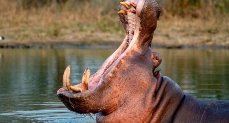 Colômbia aprova abate de hipopótamos herdados de Pablo Escobar para frear invasão biológica