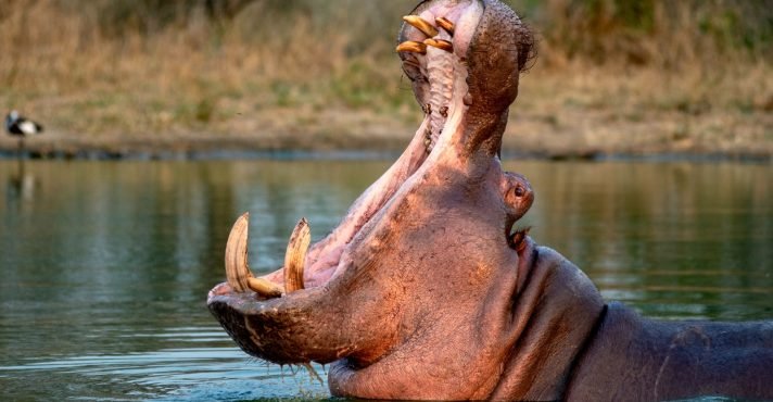 Colômbia aprova abate de hipopótamos herdados de Pablo Escobar para frear invasão biológica