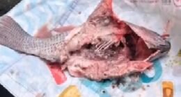 Município baiano distribui peixes deteriorados na Sexta-feira Santa e precisa refazer doação