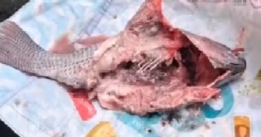 Município baiano distribui peixes deteriorados na Sexta-feira Santa e precisa refazer doação