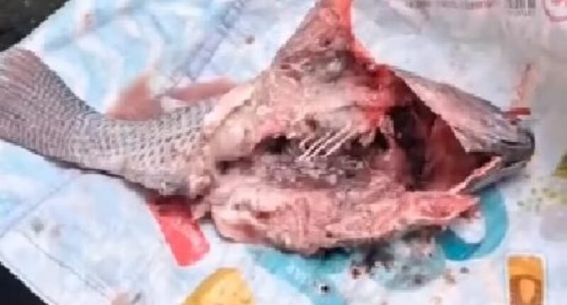 Município baiano distribui peixes deteriorados na Sexta-feira Santa e precisa refazer doação